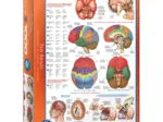 Jigsaw Puzzle - 1000 Pieces - The Brain