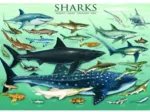 Jigsaw Puzzle - 1000 Pieces - Sharks