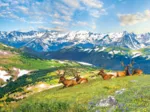 Mountain Elks