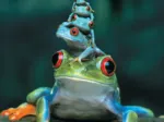 Red-Eyed Tree Frog