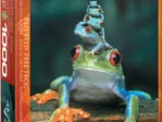 Red-Eyed Tree Frog