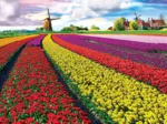Tulip Fields Netherlands