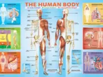 The Human Body