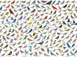 The World of Birds, by David Sibley