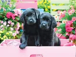 XXL Pieces - Black Labs in Pink Box