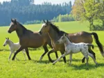 Jigsaw Puzzle - 26 and 48 Pieces - 4 in 1 - Horses