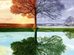 Seasons Tree