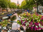 Flowers In Amsterdam