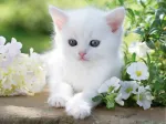 White kitten