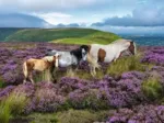 Wild Horses In The Moors