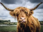 Puzzle Moment - Highland Cattle
