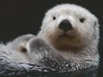 Sweet Little Otter