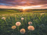Nature Edition - Dandelions in the sunset