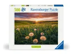 Nature Edition - Dandelions in the sunset