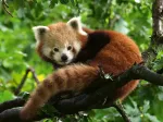 Cute red panda