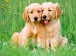 The Golden Retriever Brothers
