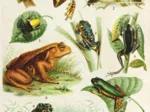 Frogs