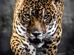Walk of the Jaguar