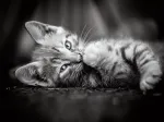 Kitty
