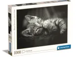 Kitty