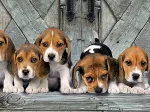 Beagles