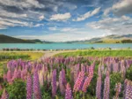Lupine Am Lake Tekapo