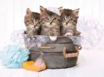 Lovely Kittens