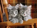Gray Kittens on the chair