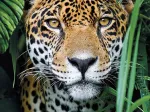 Jaguar in The Jungle