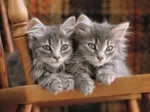 Kittens