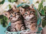 Lovely Kitty Twins
