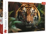 Wild Tiger