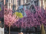 Photo Odyssey: Notre-Dame Cathedral of Paris
