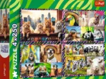 4 Puzzles - Funny animals