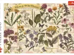 Herbarium: Medicinal Herbs